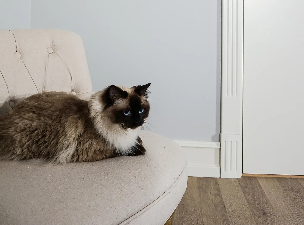 Bunnkloss 222 16x75x160 mm furu hvitmalt null - null - 3 - Miniatyr