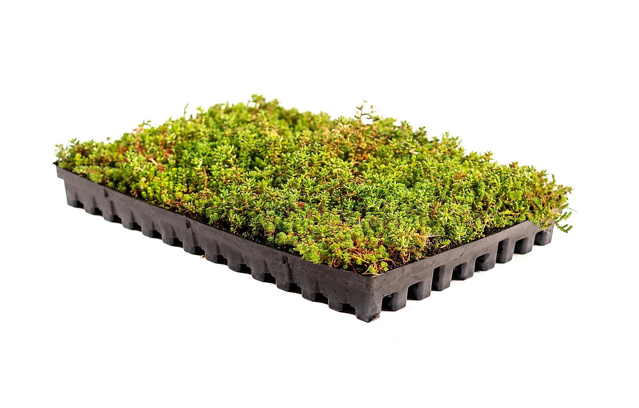 Sedumkassetter 58x38x6 cm Sedumkassetter 58x38x6 cm