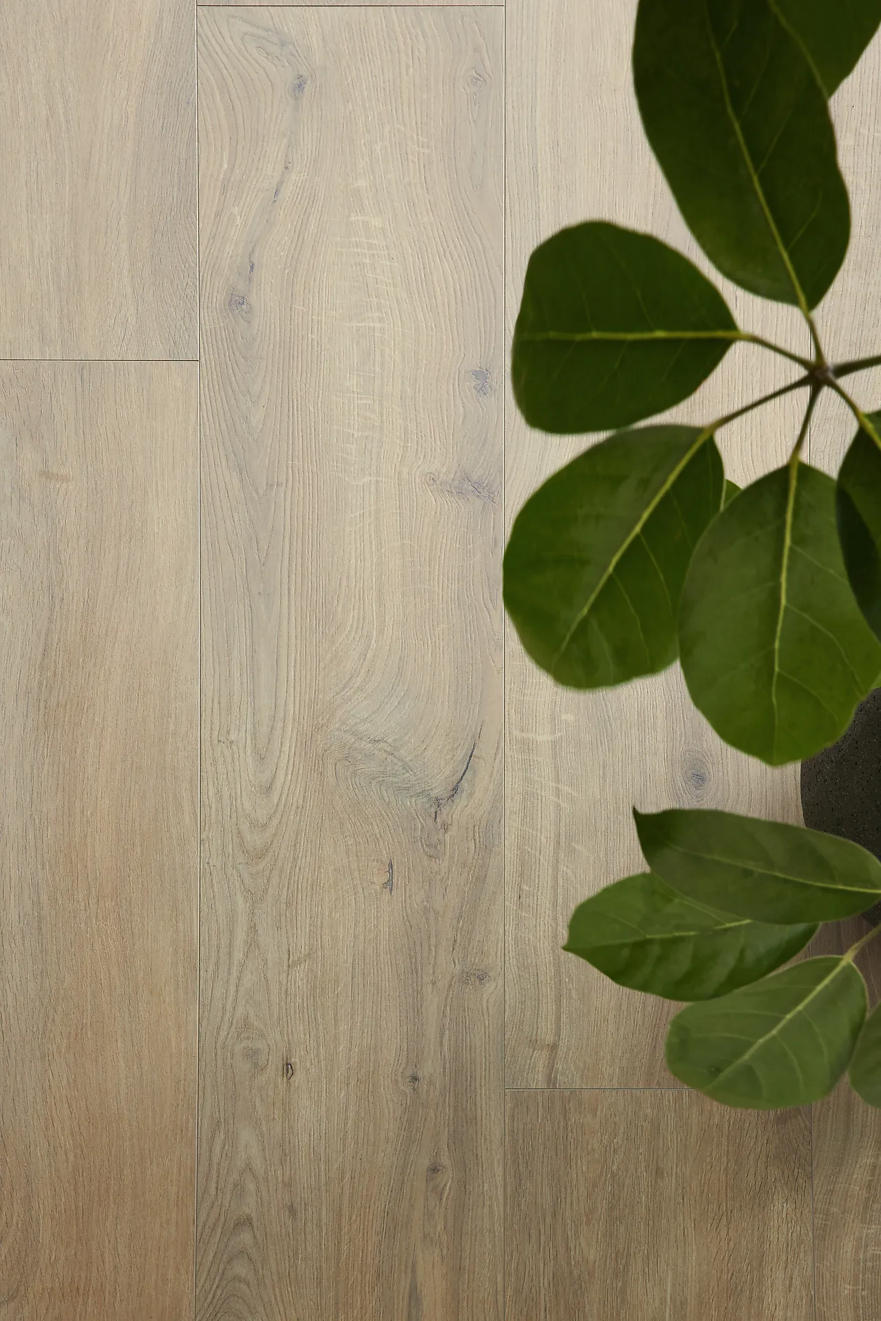 BerryAlloc Ocean Gyant XL Warm Natural laminatgulv null - null - 3 - Miniatyr