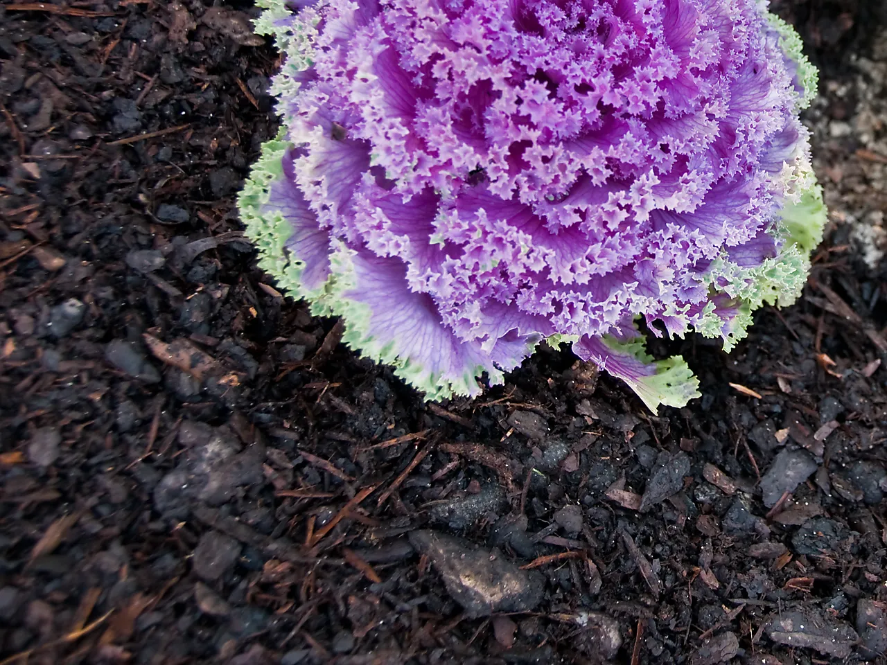 Pyntebark furu 50 L null - null - 2 - Miniatyr